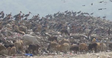 Leylek uçurtma ve inekler Guwahati çöplükte Site, Hindistan