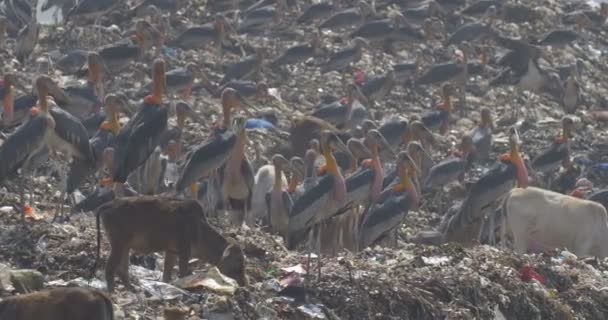 Vista Dos Maiores Ajudantes Lixão Índia — Vídeo de Stock