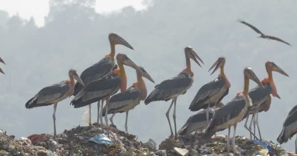 Veduta Degli Aiutanti Maggiori Nel Sito Discarica Rifiuti India — Video Stock