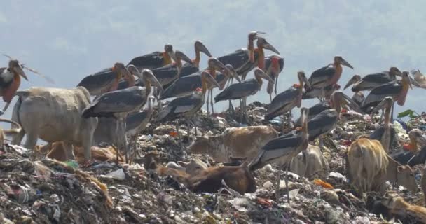 Storkar Drakar Och Kor Guwahati Dump Site Indien — Stockvideo