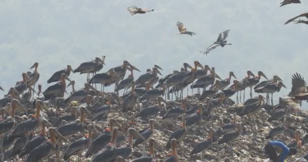 Vista Pessoas Cegonhas Guwahati Dump Site Índia — Vídeo de Stock