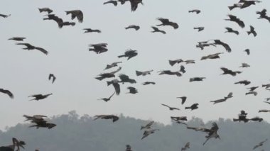 Guwahati dökümü Site, Hindistan uçan siyah uçurtma akın