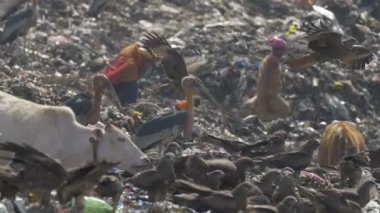 Yavaş hareket insanlar, leylek ve inekler Guwahati çöplükte Site, Hindistan