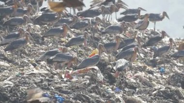 Çöp döküm sitesinde, Hindistan büyük Adjutants görünümünü