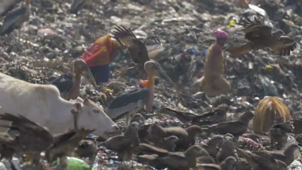 Slow Motion Människor Storkar Och Kor Guwahati Soptipp Webbplatsen Indien — Stockvideo