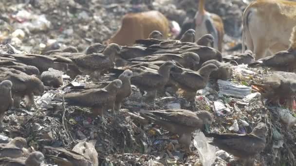 Rebanho Papagaio Preto Alimentando Guwahati Dumps Site Índia — Vídeo de Stock