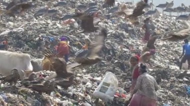 Yavaş hareket insanlar, leylek ve inekler Guwahati çöplükte Site, Hindistan