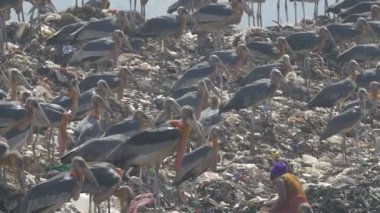 İnsanlar ve leylek Guwahati çöplükte Site, Hindistan