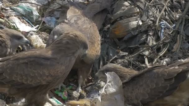 Alimentazione Del Gregge Aquiloni Neri Nel Sito Delle Discariche Guwahati — Video Stock