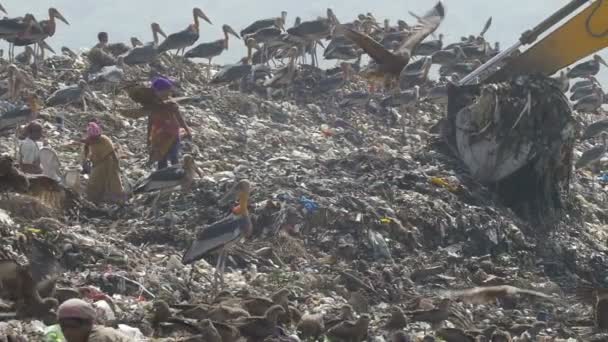 Movimento Lento Pessoas Cegonhas Vacas Guwahati Dump Site Índia — Vídeo de Stock