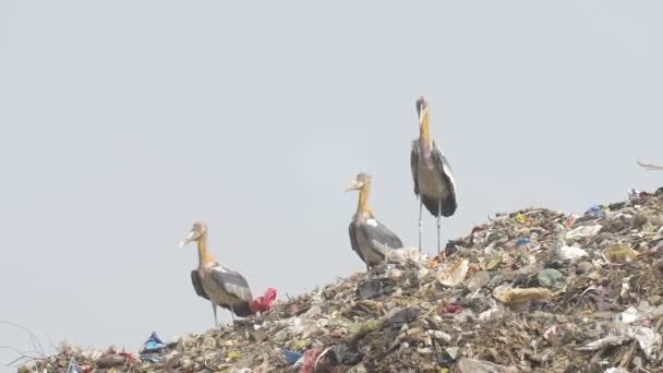 Större Medhjälpare Sopor Dump Webbplats Indien — Stockvideo