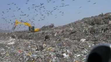 Yavaş hareket insanlar, leylek ve inekler Guwahati çöplükte Site, Hindistan