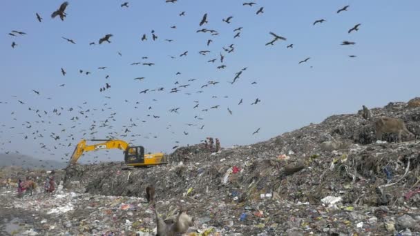 Rallentamento Persone Cicogne Mucche Nel Sito Discarica Guwahati India — Video Stock