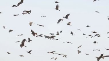 Guwahati dökümü Site, Hindistan uçan siyah uçurtma akın