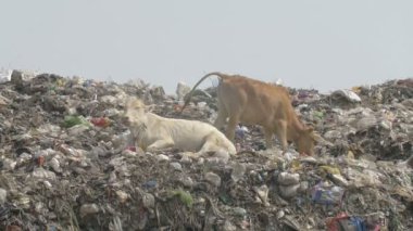 İnekler görünümünü üzerinde Guwahati dökümü Site, Hindistan