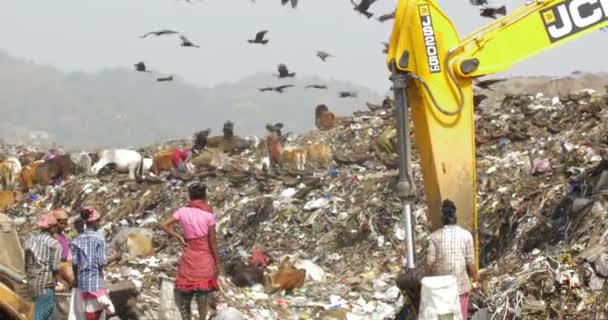 Rallentamento Persone Cicogne Mucche Nel Sito Discarica Guwahati India — Video Stock