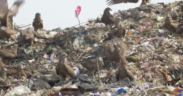 Rebanho Papagaio Preto Alimentando Guwahati Dumps Site Índia — Vídeo de Stock