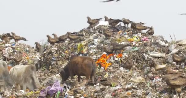 Rebanho Papagaio Preto Vacas Alimentando Guwahati Dumps Site Índia — Vídeo de Stock