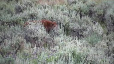 Bufalo buzağı Yellowstone Milli Parkı içinde yürüyüş