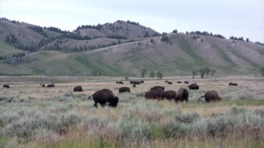 Yellowstone Ulusal Parkı içinde otlatma bufalo sürüsü