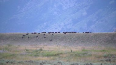 Yellowstone Ulusal Parkı içinde otlatma bufalo sürüsü