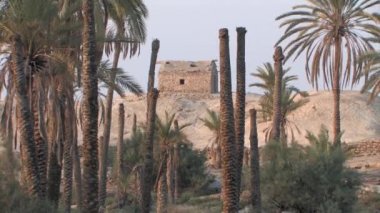 Tarihi grove palmiye ve çamur kulübe, Jericho, Dead Sea, Israel