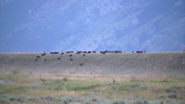 Rebaño Búfalos Pastando Parque Nacional Yellowstone — Vídeo de stock