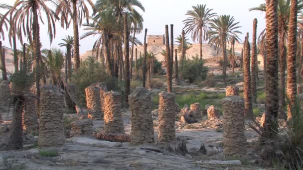 Palm Grove Datum Och Mud Hut Jeriko Döda Havet Israel — Stockvideo