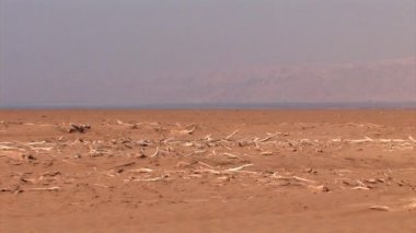 Kıyı Dead Sea, İsrail'in üzerinde ölü Kuru ağaçlar