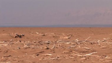 Kıyı Dead Sea, İsrail'in üzerinde ölü Kuru ağaçlar