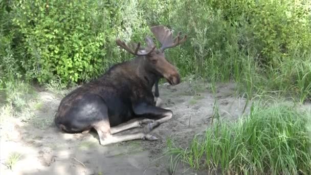 Orignal Repose Dans Herbe Parc National Grand Teton — Video