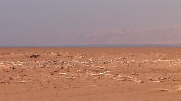 死海海岸线上的枯死的树木 以色列 — 图库视频影像