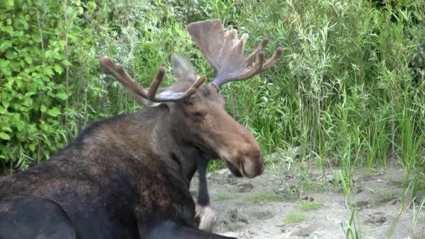 L'orignal se repose dans l'herbe au parc national Grand Teton 