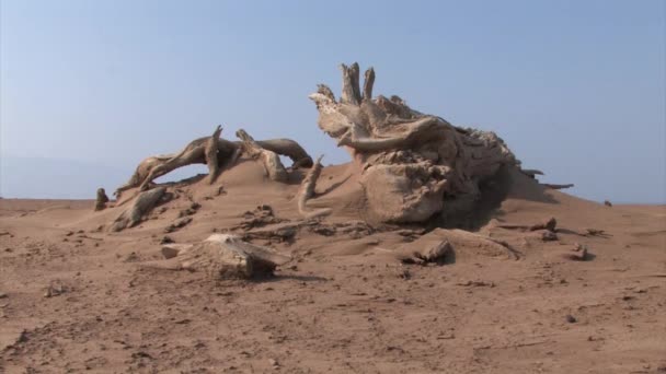 Kıyı Dead Sea Srail Üzerinde Ölü Kuru Ağaçlar — Stok video