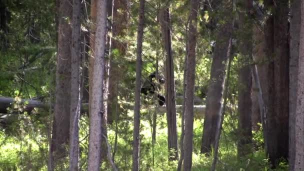 Oso Negro Caminando Bosque Parque Nacional Yellowstone — Vídeo de stock