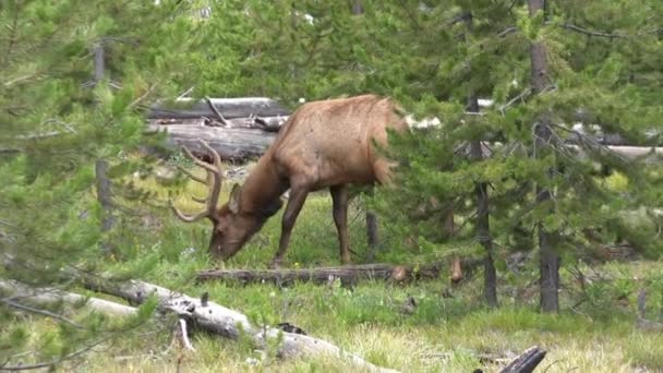 Elk Merumput Kayu Taman Nasional Yellowstone Amerika Serikat — Stok Video