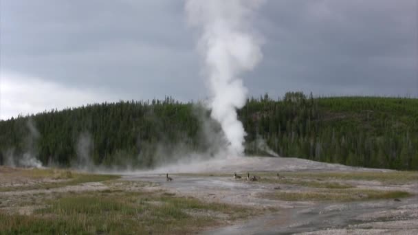 Gansos Cerca Gazer Caliente Parque Nacional Yellowstone — Vídeos de Stock