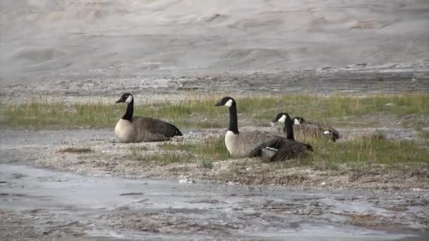 黄石国家公园中的鹅 — 图库视频影像