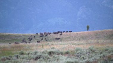 Yellowstone Ulusal Parkı içinde otlatma bufalo sürüsü