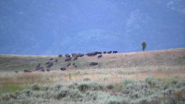 Κοπαδιού Βουβαλιών Για Βοσκή Στο Εθνικό Πάρκο Yellowstone — Αρχείο Βίντεο