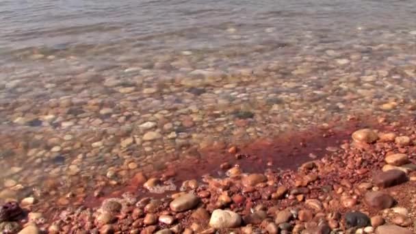 View Dead Sea Shore Israel — Stock Video