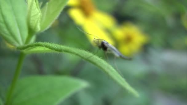 Vue rapprochée du moustique assis sur la feuille 