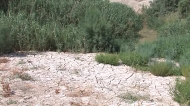 Kuru Baked çamur Ürdün Nehri, İsrail