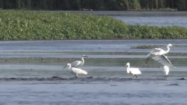 Weergave Van Kudde Van Kleine Zilverreigers Vissen Water — Stockvideo