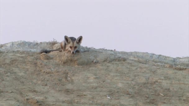 Volpe Rossa Nel Deserto Della Giudea Israele — Video Stock