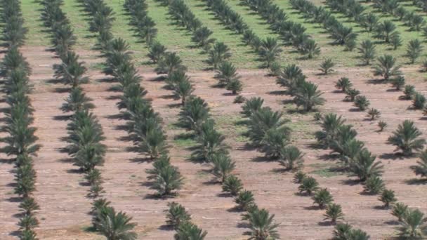 Вид Плантацию Финиковых Пальм Иорданская Долина Израиль — стоковое видео