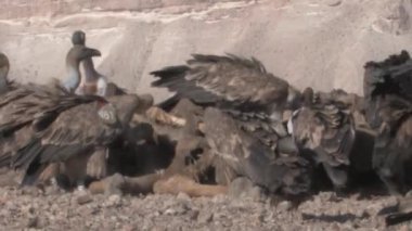Deve karkas, Sde Boker, İsrail besleme Griffon akbabalar sürüsü