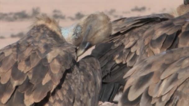 Close View Griffon Girtures Flock Мертвое Море Израиль — стоковое видео