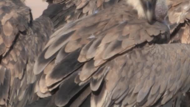 Stäng Griffon Vultures Flock Döda Havet Israel — Stockvideo