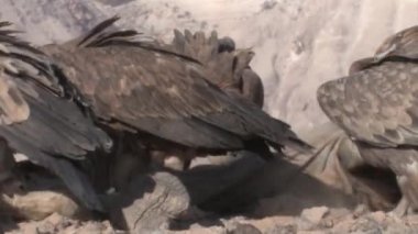 Deve karkas, Sde Boker, İsrail besleme Griffon akbabalar sürüsü